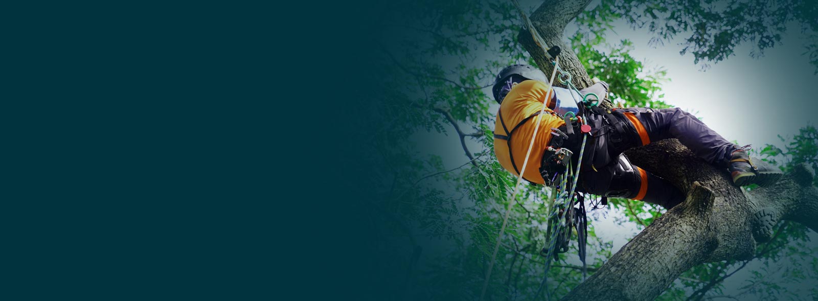 Training, Advisory & Compliance Specialists